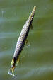 Florida Gar in Everglades National Park. FL.