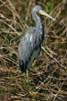 Tricolored Heron. FL.