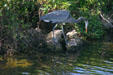 Great Blue Heron. FL.