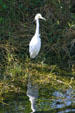 Snowy Egret. FL.