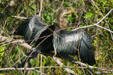 Anhinga. FL.