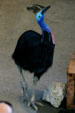 Southern Cassowary at Parrot Jungle Island. Miami, FL