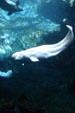 Beluga whale at Georgia Aquarium. Atlanta, GA.
