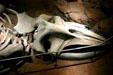 Whale skeleton at Georgia Aquarium. Atlanta, GA.