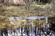 Floating vegetation disguises alligator in Okefenokee swamp. GA.