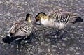 Nene Geese at Waimea Canyon. Kauai, HI.
