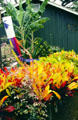 Flower display in Koloa. Kauai, HI.