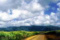 Landscape of sugar cane fields. Kauai, HI.