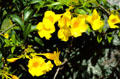 Flowers bloom at Smith's Tropical Paradise. Kauai, HI.