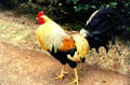 Red Junglefowl from Smith's Tropical Paradise. Kauai, HI.
