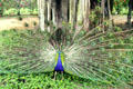 Peacock shows off it's colorful feathers at Smith's Tropical Paradise. Kauai, HI.