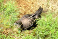 Wedge-tailed Shearwater nesting at Kilauea Lighthouse. Kauai, HI.