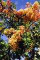 Golden shower tree. Oahu, HI.