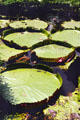 Water lilies at Waimea Valley Adventure Park. Oahu, HI.
