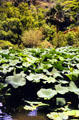 Lotus plants at Waimea Valley Adventure Park. Oahu, HI.