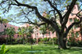 Courtyard of The Royal Hawaiian Hotel with Monkeypod Tree. Waikiki, HI.