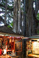 Shops under a Banyan Tree at Waikiki's International Market Place. Waikiki, HI.