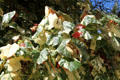Tri-Color Hau variegated Mahoe tree. Waikiki, HI.