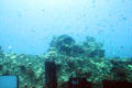 Marine growth on wreck seen from Atlantis submarine tours. Waikiki, HI.