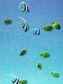Reef fish seen from Atlantis submarine tours. Waikiki, HI.