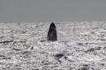 Humpback Whale breeches at Hawaiian Islands Humpback Whale NMS. Waikiki, HI.