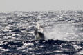 Humpback Whale breeches at Hawaiian Islands Humpback Whale NMS. Waikiki, HI.