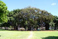 Banyan tree in Thomas Square opposite Honolulu Academy of Arts. Honolulu, HI.