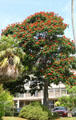 African Tulip Tree at University of Hawai'i. Honolulu, HI.