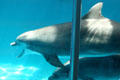 Porpoise in Hawaii Ocean Theatre at Sea Life Park. HI.