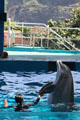 Porpoise with handler in Hawaii Ocean Theatre at Sea Life Park. HI.