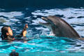 Porpoise in Hawaii Ocean Theatre at Sea Life Park. HI.