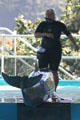 Porpoise sits on deck of Hawaii Ocean Theatre at Sea Life Park. HI.