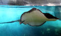 Stingray at Sea Life Park. HI.