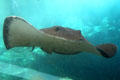 Stingray at Sea Life Park. HI.