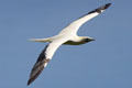 Red-footed Booby dorsal side in flight at Sea Life Park. HI.