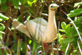 Red-footed Booby perched at Sea Life Park. HI.