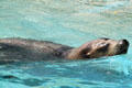 California Sea Lion at Sea Life Park. HI.
