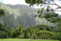 Cliffs over palm trees of Hoomaluhia Gardens. HI.