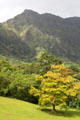 Landscape of Hoomaluhia Gardens. HI.