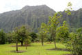 Hawaiian tree collection at Hoomaluhia Gardens. HI.
