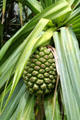 Hala fruit in Hoomaluhia Gardens. HI.