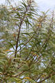 Acacia Koaia endemic to Hawaii at Hoomaluhia Gardens. HI.