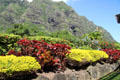 Kualoa Ranch plantings. HI.