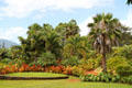 Palms in gardens of Dole Plantation. HI.