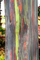 Mindanao gum tree in gardens of Dole Plantation. HI.