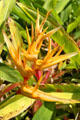 Parrot Heliconia in gardens of Dole Plantation. HI.