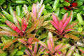 Bromeliads in gardens of Dole Plantation. HI.