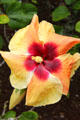 Yellow & red hibiscus in gardens of Dole Plantation. HI.