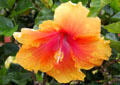 Yellow & red hibiscus in gardens of Dole Plantation. HI.