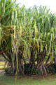 Hala plant in gardens of Dole Plantation. HI.